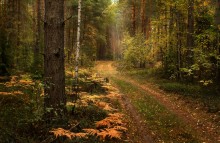 Autumn Straße / *******