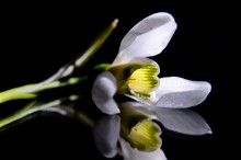 Der Frühling naht, Frühjahr darogu / ***
