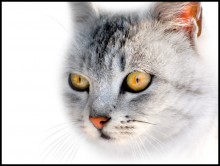 hungrig Luchs / ---------------------------