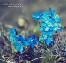 Azurblau / ***