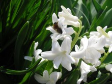 Hyazinthe und die Biene / ***********