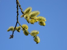 Ostermorgen. / ***