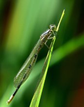 Dragonfly Arrow-Mädchen / Coenagrion puella