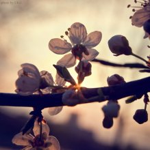 Pflaumenblüte / ***