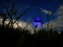 Von der Abenddämmerung. / ***