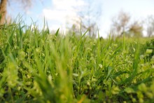 Grass, xq))) / ***