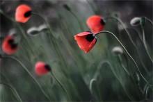 Atem der Nacht ... / .......