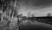 Birken / ***
