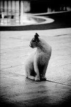 Kosha / ***