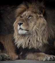 König der Tiere! / ***