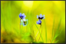 Künstler Frühling ... / ***