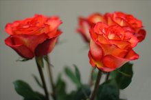 PINK STUDIE / ........