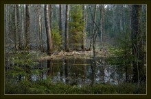 Forest River bei Nacht / ***