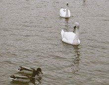 Hindernis auf der rechten Seite / ******
