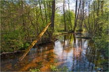 Waldbach / ***