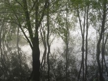 "Mangrove" Wald / ------