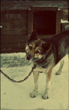 Hund / ***