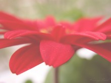 Between Poles / flower