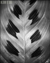 Zebra / ***