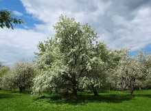 Apfelbäume in voller Blüte ... / ***