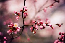 pink / pink...