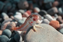 Kleine Fische / ***