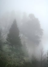 Haunted Forest / ***
