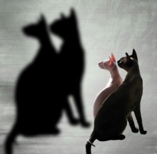 Cats / Cats *