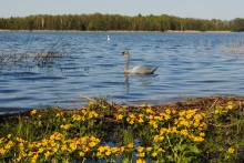Frühling / ********