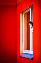 red / ***