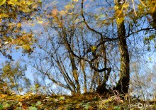 ... Mit Herbstbäume Dias Vergoldung ... / ***