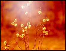 Razomleli .... / ***