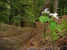 Princess of Ontario Wälder .. 3 / ................
