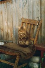 Cat / ***