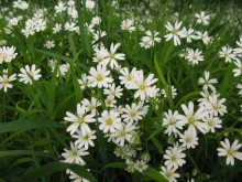 Spring Card / ***