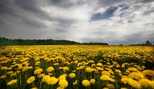 "Um den Horizont in alle oduvanah" / ...a, kak pahnet !!!!
