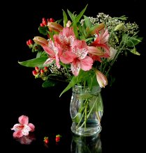 Alstroemeria / ***