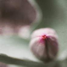 Floret / ***