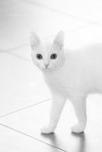 Catboat / ***