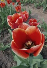 Tulpen / *******