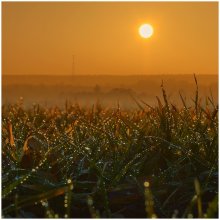 Tränen Sonnenuntergang / ***