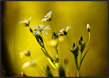 Flower Fantasy ... / ***