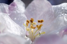 Apfelblüte / ***