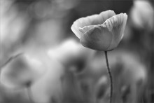 ohne Farben ... / .......