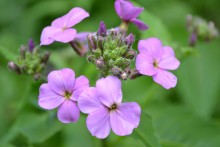 Blume / ***