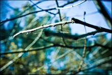 Frühling webt ein Netz aus / ***