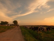 Abenddämmerung / ---------