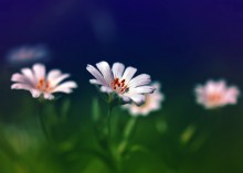 Frühling / ***