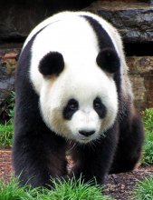 Panda von Adelaide / ***