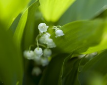 Gänseblümchen / ***